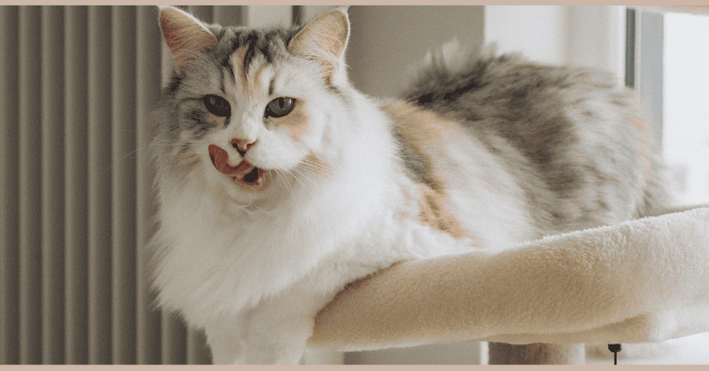 kitten corner home page cat on condo licking lips