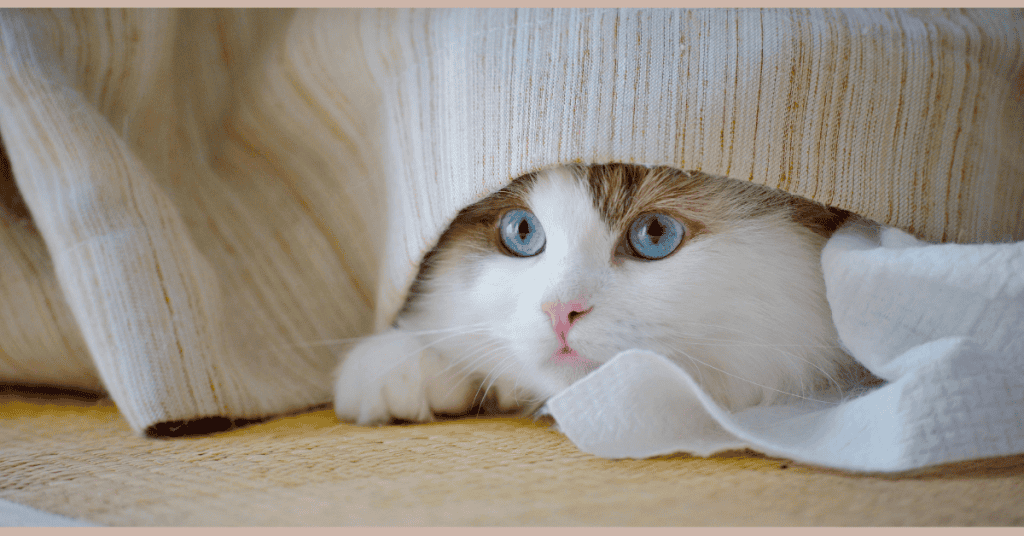 kitten corner home page cat with blue eyes peeking under curtain