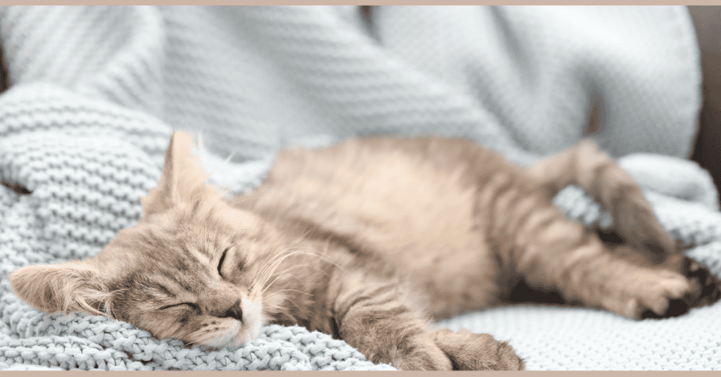 kitten corner home page kitten sleeping on blue blanket