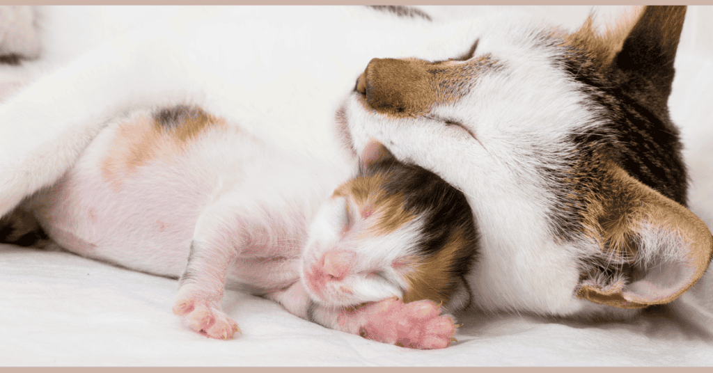 kitten corner home page newborn kitten sleeping by mom cat