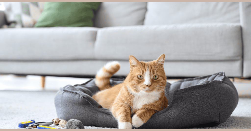 kitten corner home page orange cat in gray bed