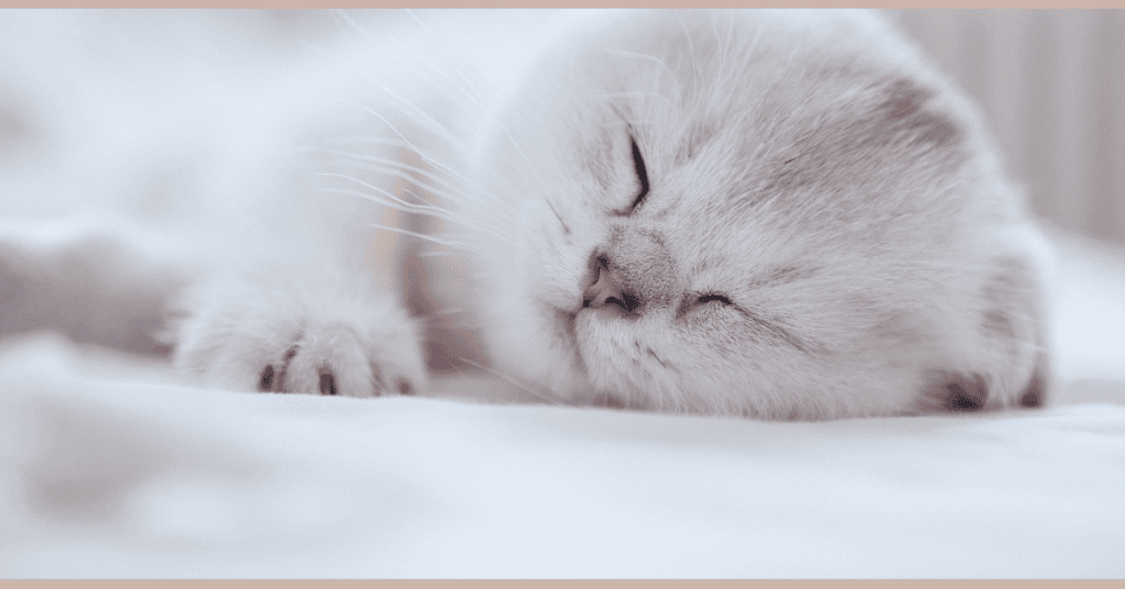 kitten corner home page sleeping white kitten